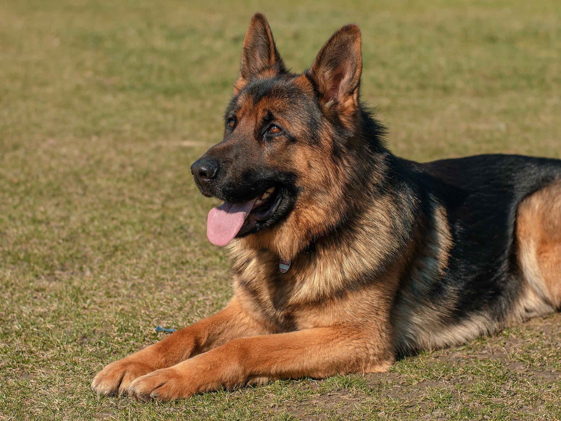 Why German Shepherds Are the Best Dog To Own